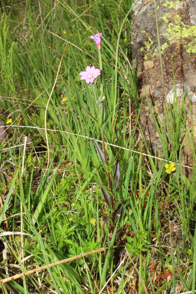 Epilobium palustre / Epilobio di palude